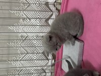 Açık Kahverengi British Shorthair Yavrumuz