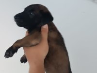 Belçika malinois dişi erkek
