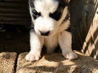 A KALİTE HUSKY YAVRULARI ANKARADAN