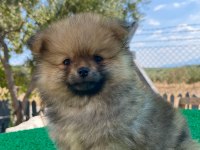 Pomeranian boo bebeklerimiz