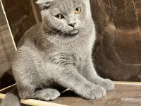 Scottish fold 4 aylık yavrumuz