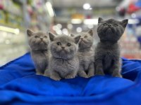 Türkiyenin en güzel british shorthair bebekleri