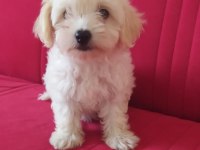 Maltese Malta terrier