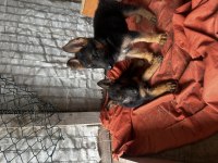 55 Günlük Alman Çoban Köpeği Yavruları