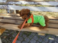 Toy poodle alex