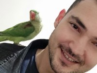 1.5 YAŞINDA DİŞİ İSKENDER PAPAĞANI
