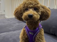 Poodle Kızıma Eş Arıyoruz