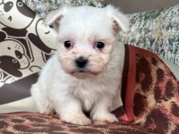Tea Cup Maltese Bebekler