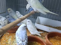 Yuvadan yeni çıkan muhabbet kuşu yavruları