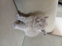 British shorthair 2 aylık