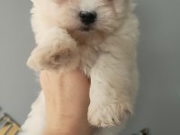 Maltese bebekler