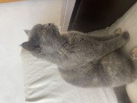Ücretsiz sahiplendirilecek kedimiz