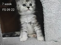 Şecereli Maine Coon yavrular Alanya