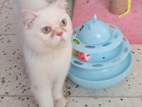 Exotic Shorthair Erkek