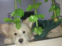 Dişi uysal köpek cesur