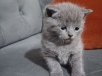 Scottish fold yavru 1 aylık