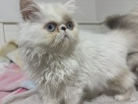 4 aylık exotic shorthair dişi