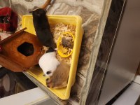 Sahibinden suriye hamster orjinal ele alışkındır