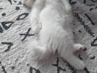 Sevimli scottish fold kedicikler