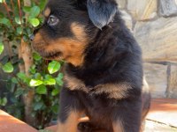 A kalite rottweiler yavruları