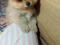 Orjinal pomeranian boo