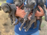 Cane corso blue yavrular