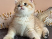 BRİTİSH SHORTHAİR YAVRULARI
