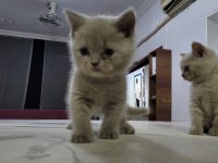 British Shorthair Anne Altından 2 Aylık Safkan Yavrular