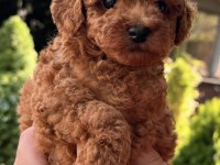 RED TOY POODLE ERKEK