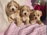 Maltipoo Saf En Küçük Boy Yavrularımız