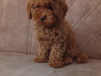 Toy Poodle A Kalite Irk Garantili Ev De Büyüyen Yavrumuz