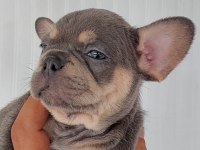 French bulldog süper anatomi