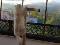 EŞLEME/SAHİPLENME ORİJİNAL SAF IRK BİR BABA KEDİMİZ