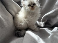 British longhair yavru kedim