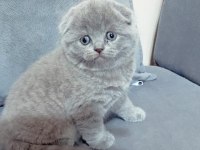 BEBEK YÜZ TOP KAFA SCOTTİSH FOLD YAVRULARIMIZ