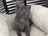 British shorthair gri safkan yavru