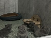 2 aylık yavru scottish fold kediler