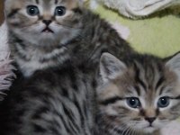 British shorthair tabby kedimiz