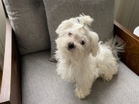 Ev doğumlu prenses maltese terrier