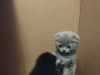 Sevimli scottish fold yavrular