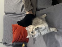 Dünya tatlısı british shorthair yavru
