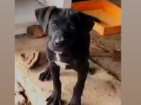 CANE CORSO İTALYAN