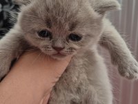 Scottish fold kedilerimiz yeni yuvalarını arıyorlar