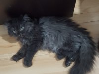 SİYAH BRITISH LONGHAIR