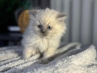 British Blue Point Longhair bebek