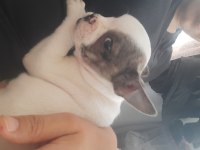 Oyuncu miniş bulldog