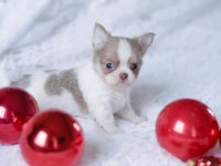 Xs Dişi Erkek Safkan Chihuahua Yavrularımız