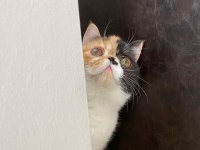 Exotic shorthair 5 aylık