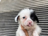 Terrier bebeklerimiz teslime hazırlanıyor