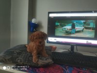 3 buçuk aylık dişi poodle